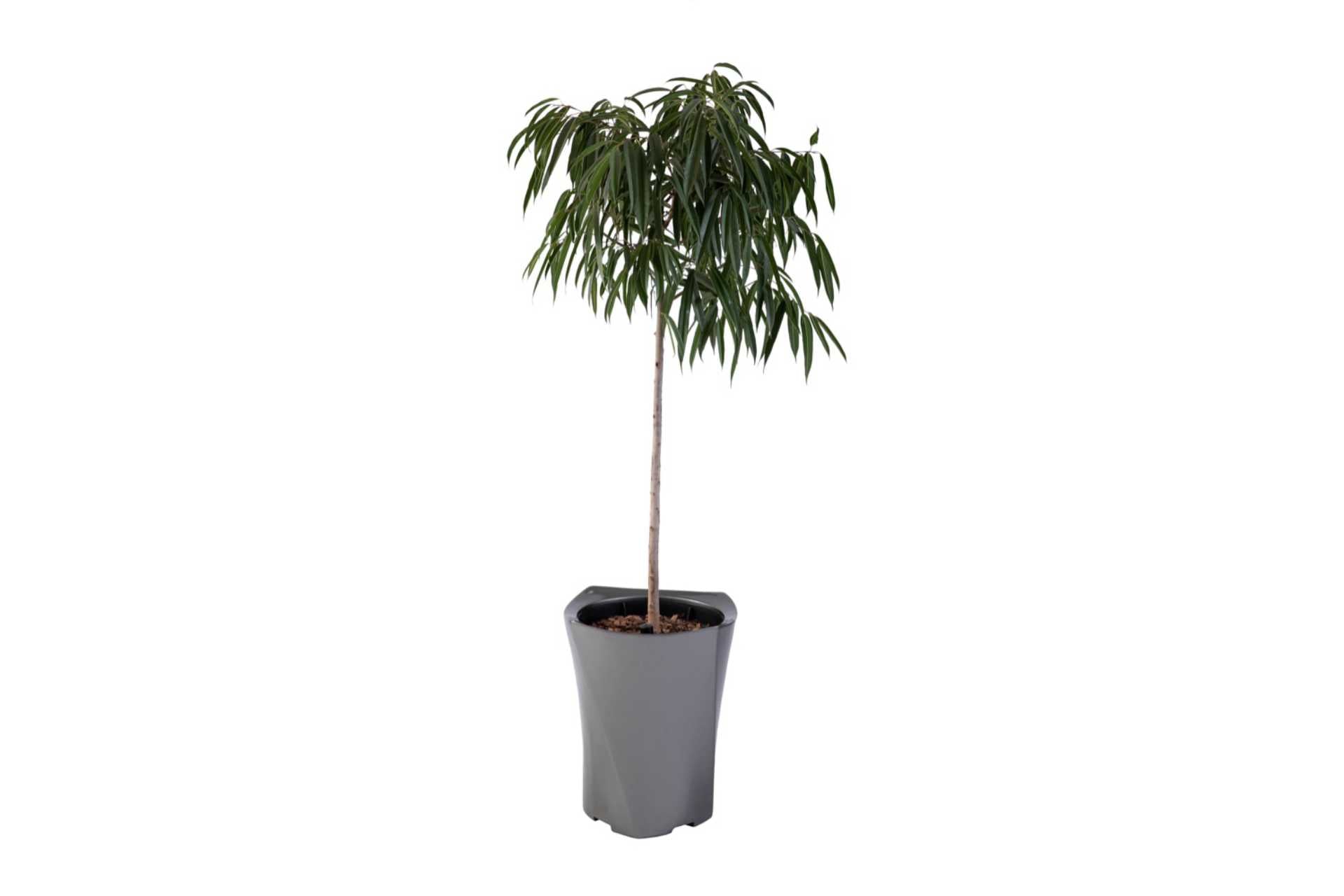 Floor standing large flower pot with interior watering mechanism.