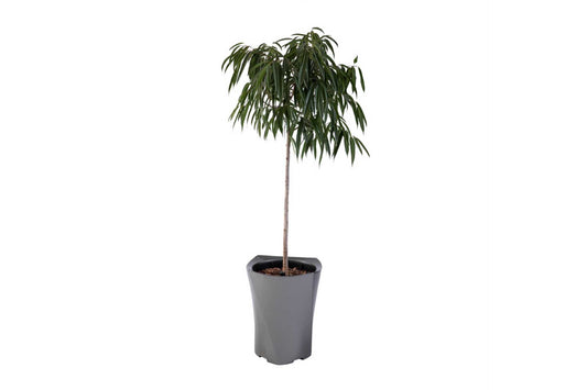 Floor standing large flower pot with interior watering mechanism.